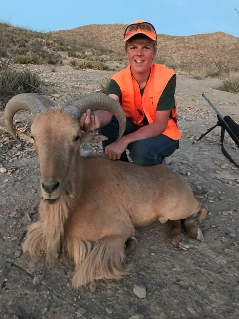 aoudad1